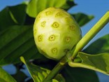 Noni citrusolistá - Morinda citrifolia Balení obsahuje 5 semen