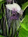 Tacca Integrifolia   Balení obsahuje 5 semen