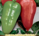 Paprika Sandra Balení obsahuje 30 semen
