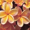 ♣ 30 x semena Plumeria Frangipani Pinwheel   Zvýhodněná nabídka