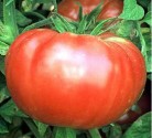 Rajče Brandywine Red Balení obsahuje 10 semen