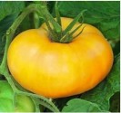 Rajče Brandywine Yellow  Balení obsahuje 10 semen