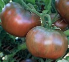 Rajče Cheroke Purple  Balení obsahuje 10 semen