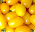 Rajče Gold Roma  Balení obsahuje 10 semen
