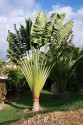 Ravenala Madagascariensis - Palma poutníků  