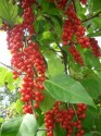 Schizandra chinensis - Klanopraška čínská Balení obsahuje 10 semen