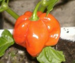 Chilli Scotch Bonnet Orange  Balení obsahuje 10 semen