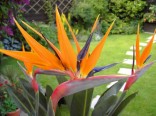 Sazenice Strelitzia reginae  vel. cca 15  až 20 cm