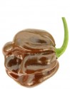 Chilli Habanero Chocolate  Balení obsahuje 10 semen