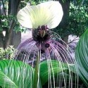 Tacca  Nivea  