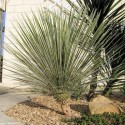 Yucca Glauca  Balení obsahuje 8 semen